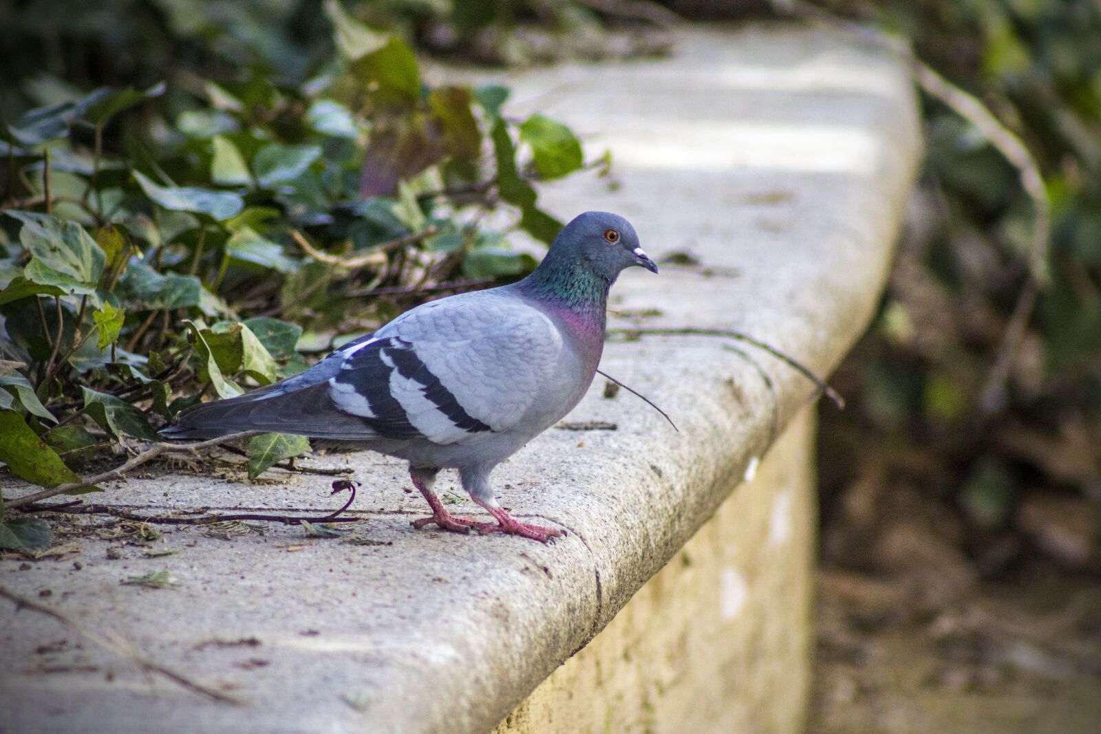 Canon EF 75-300mm f/4-5.6 sample photo. Paloma, park, bird photography