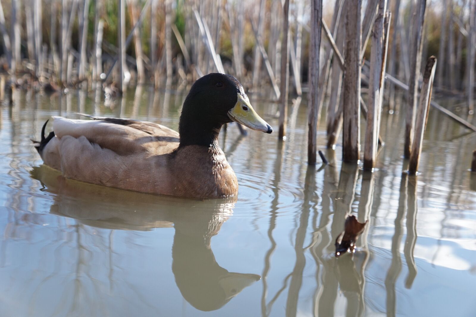 Sony a6000 + Sony E 18-55mm F3.5-5.6 OSS sample photo. Duck, pond, reflection photography