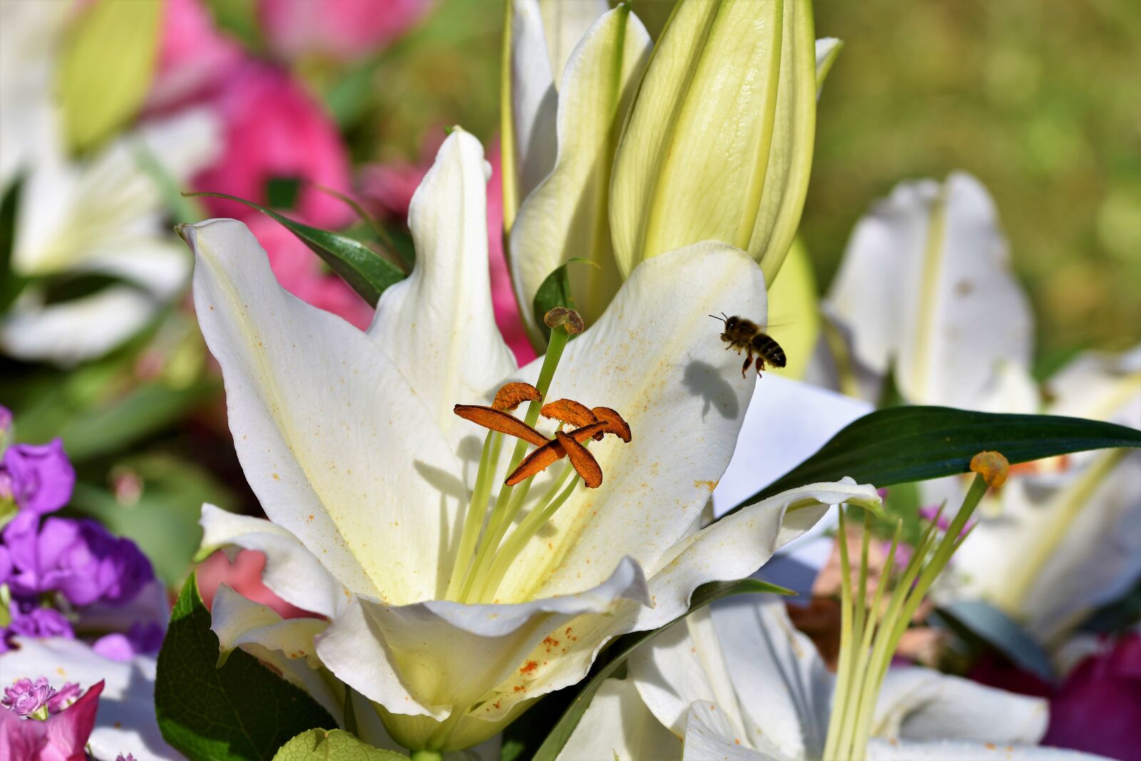 Nikon D7200 sample photo. Lily, blossom, bloom photography