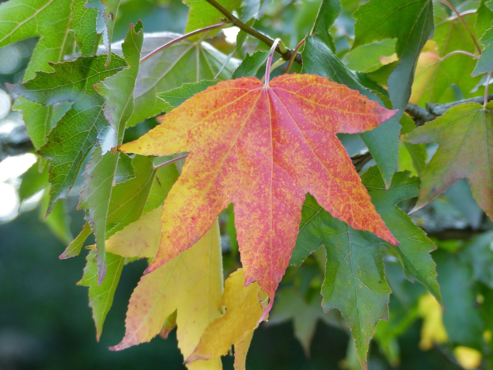 Panasonic Lumix DMC-FZ200 sample photo. Autumn, color, leaves photography