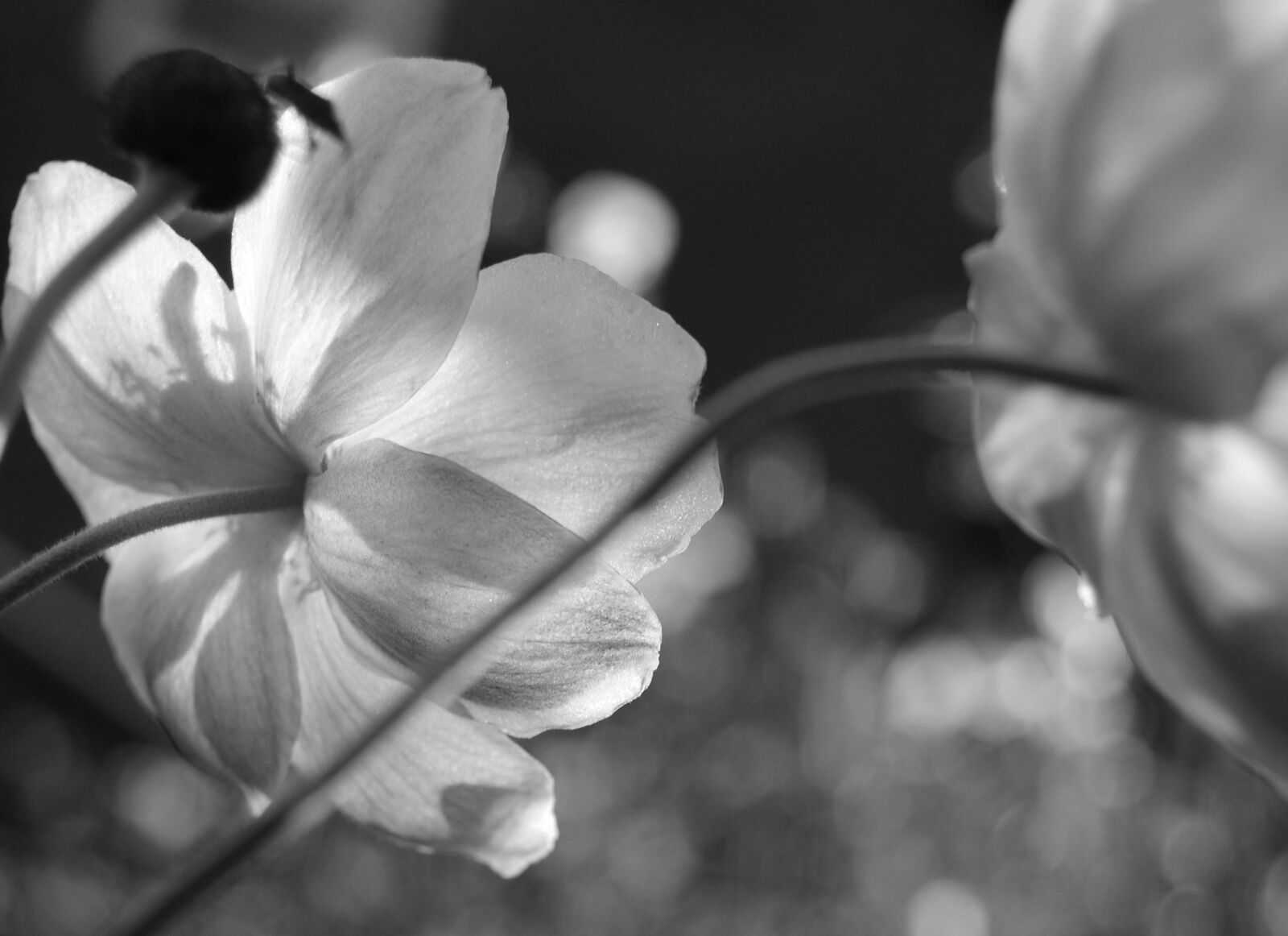 Nikon D40 sample photo. Monochrome, flower, nature photography