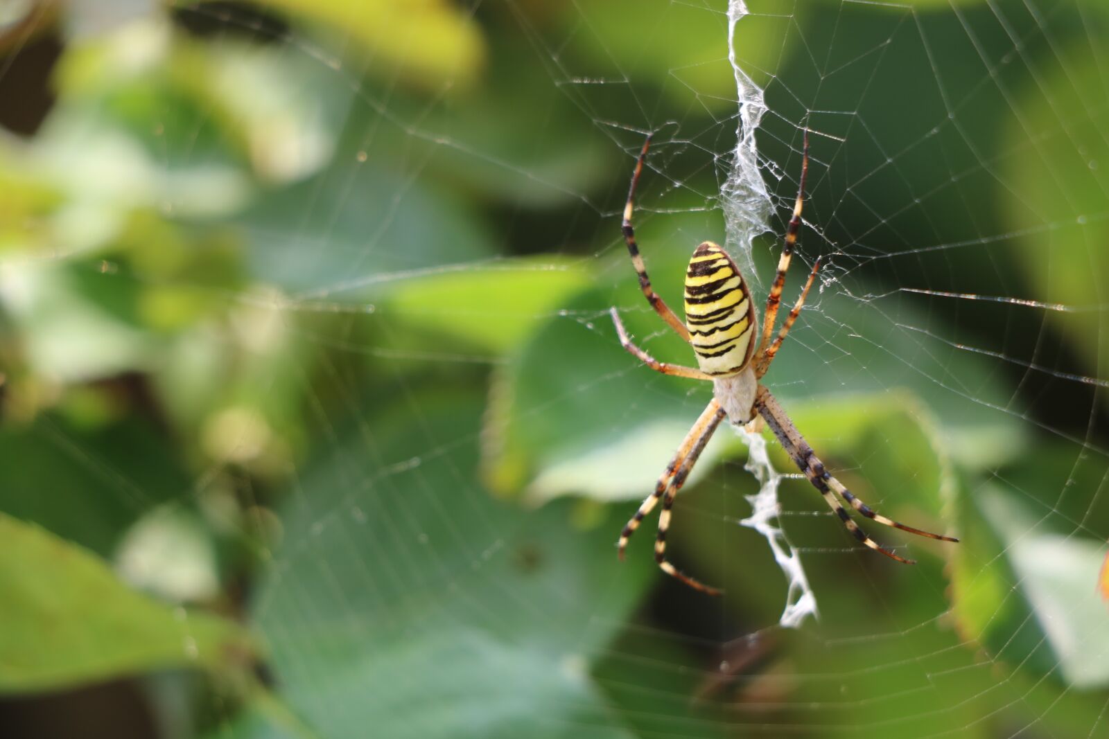 Canon EOS 750D (EOS Rebel T6i / EOS Kiss X8i) sample photo. Spider, nature, insect photography