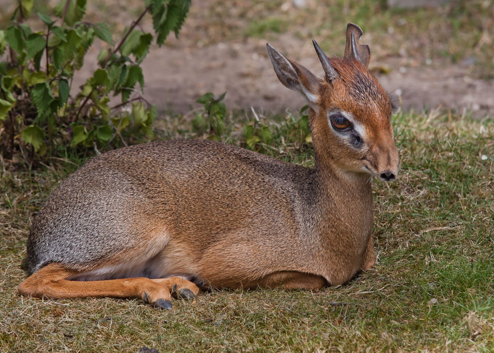 Canon EOS 50D sample photo. Roe deer, animal, africa photography