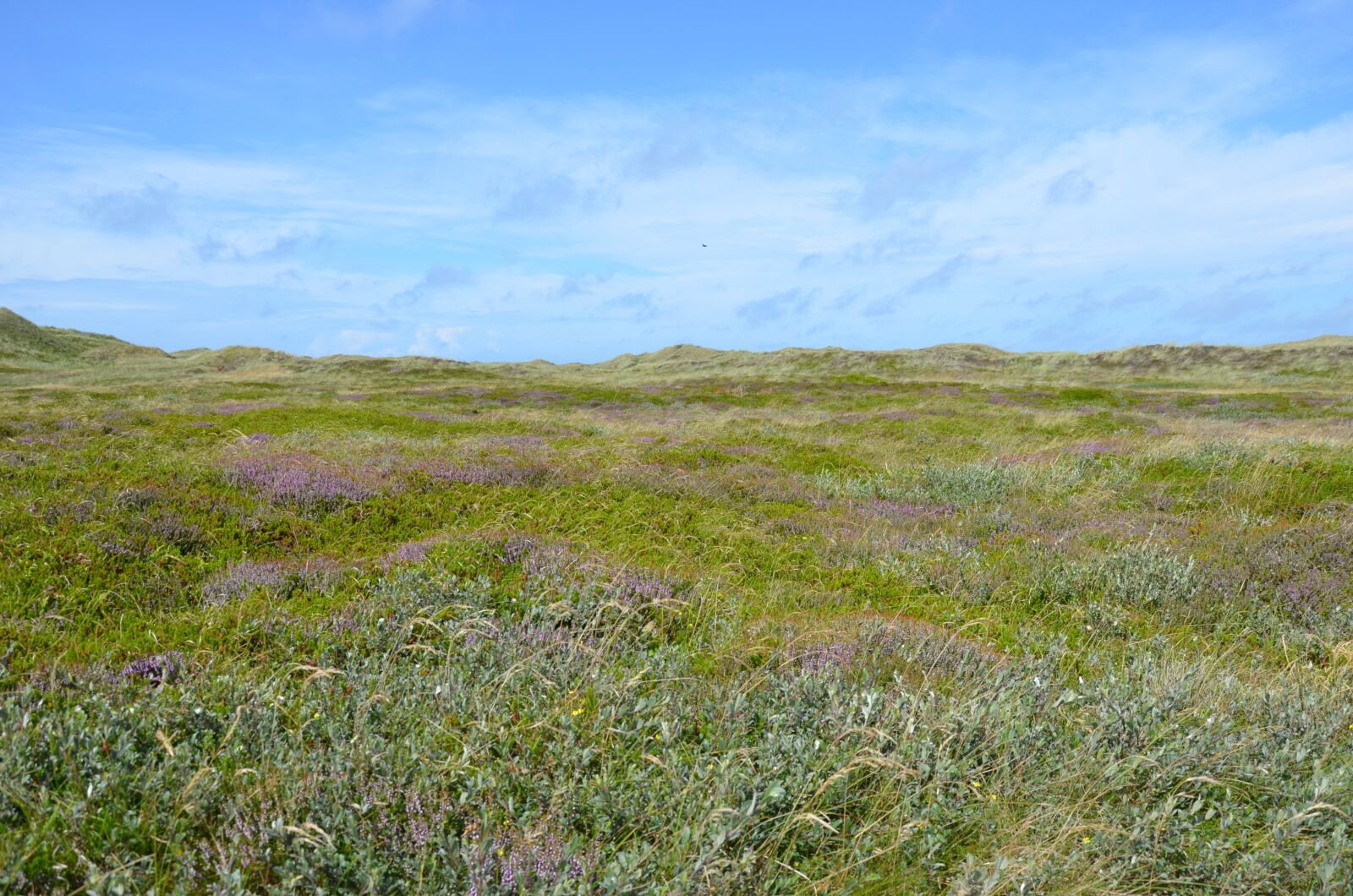 Nikon D5100 sample photo. Denmark, husby klitplantage, scandinavia photography