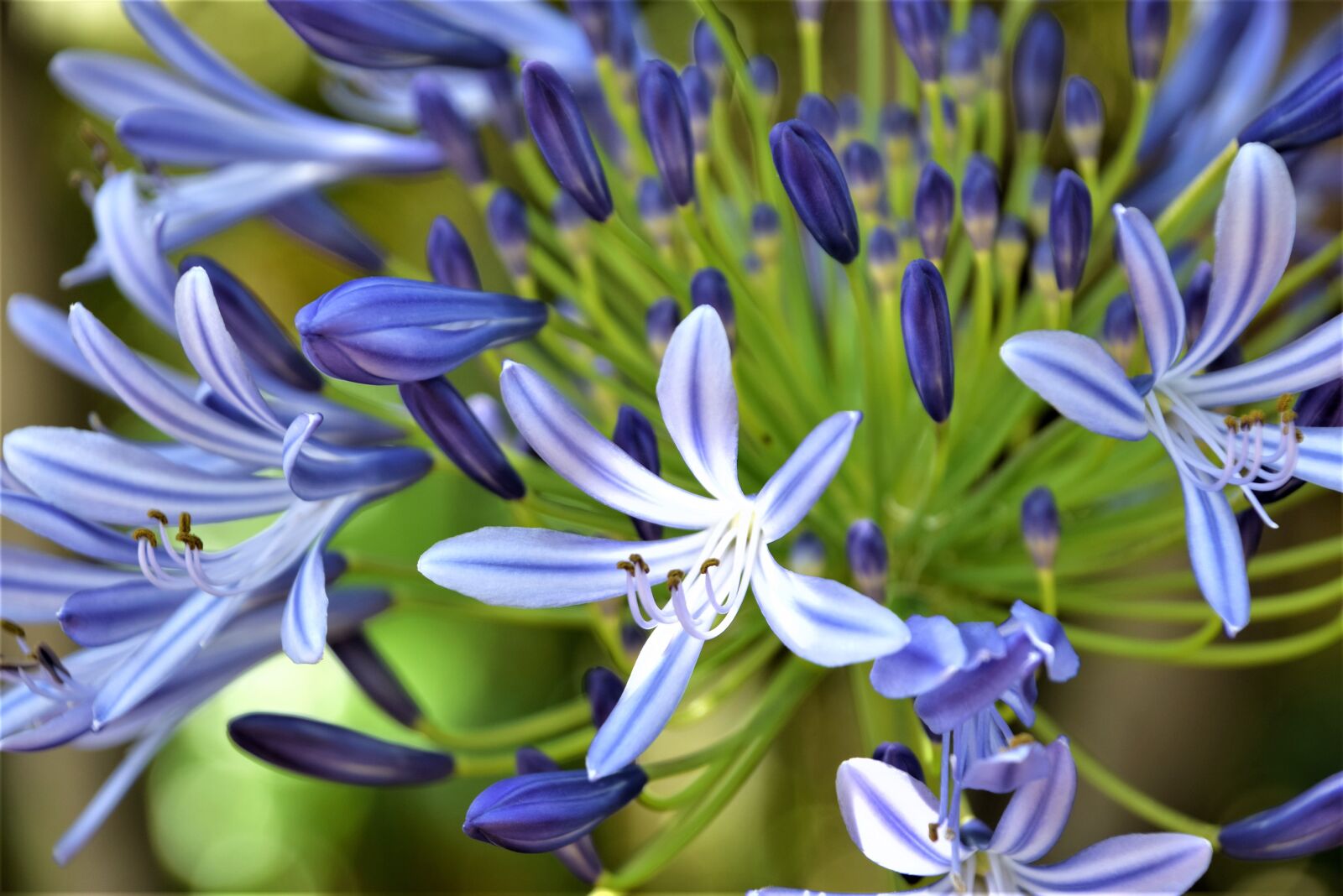 Nikon D3300 sample photo. Lavender flowers, violet, garden photography