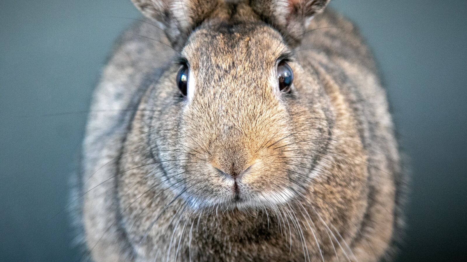 Canon EOS 7D Mark II sample photo. Rabbit, animal, nature photography
