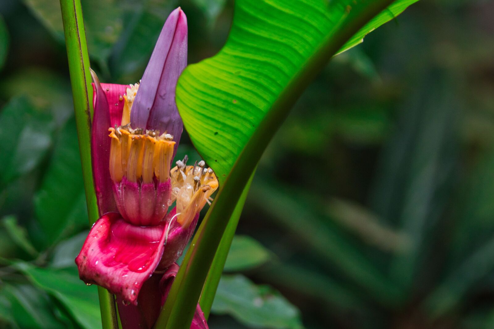 Nikon D3200 sample photo. Costa rica, banana, plant photography