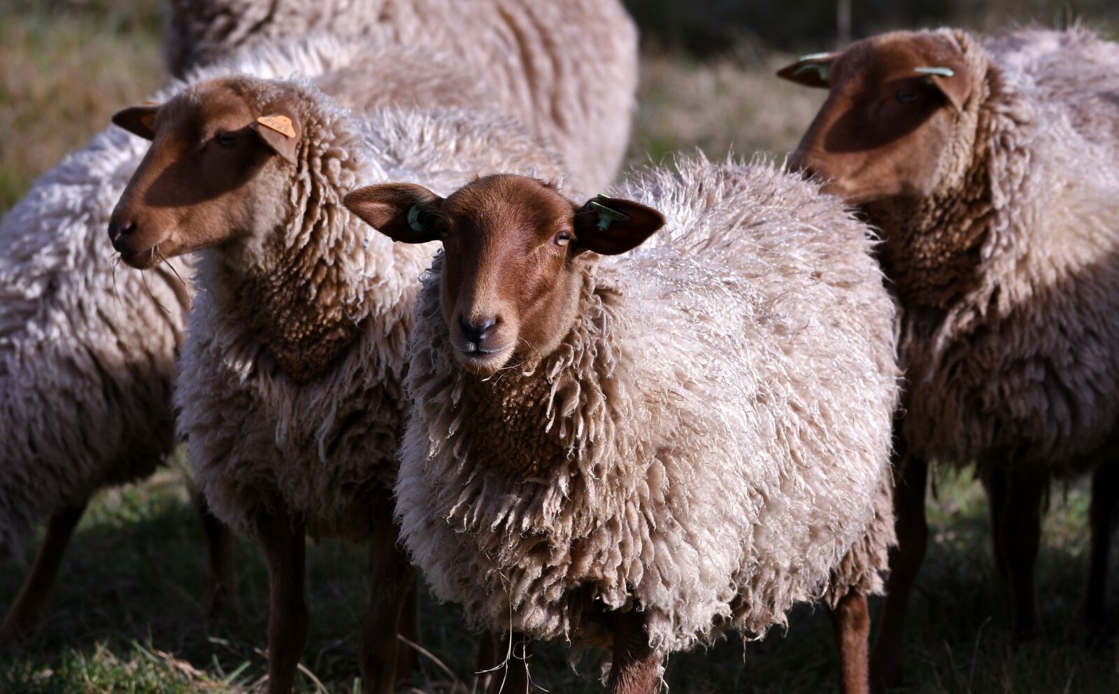 Nikon D500 sample photo. Sheep, mammals, wool photography