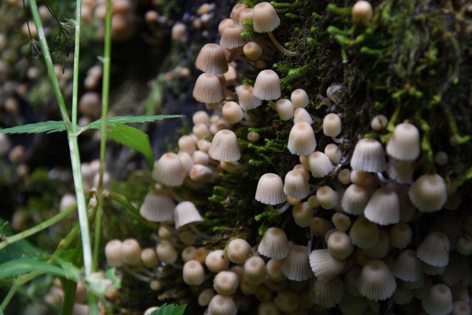 Nikon D7200 sample photo. Mushrooms, nature, forest photography