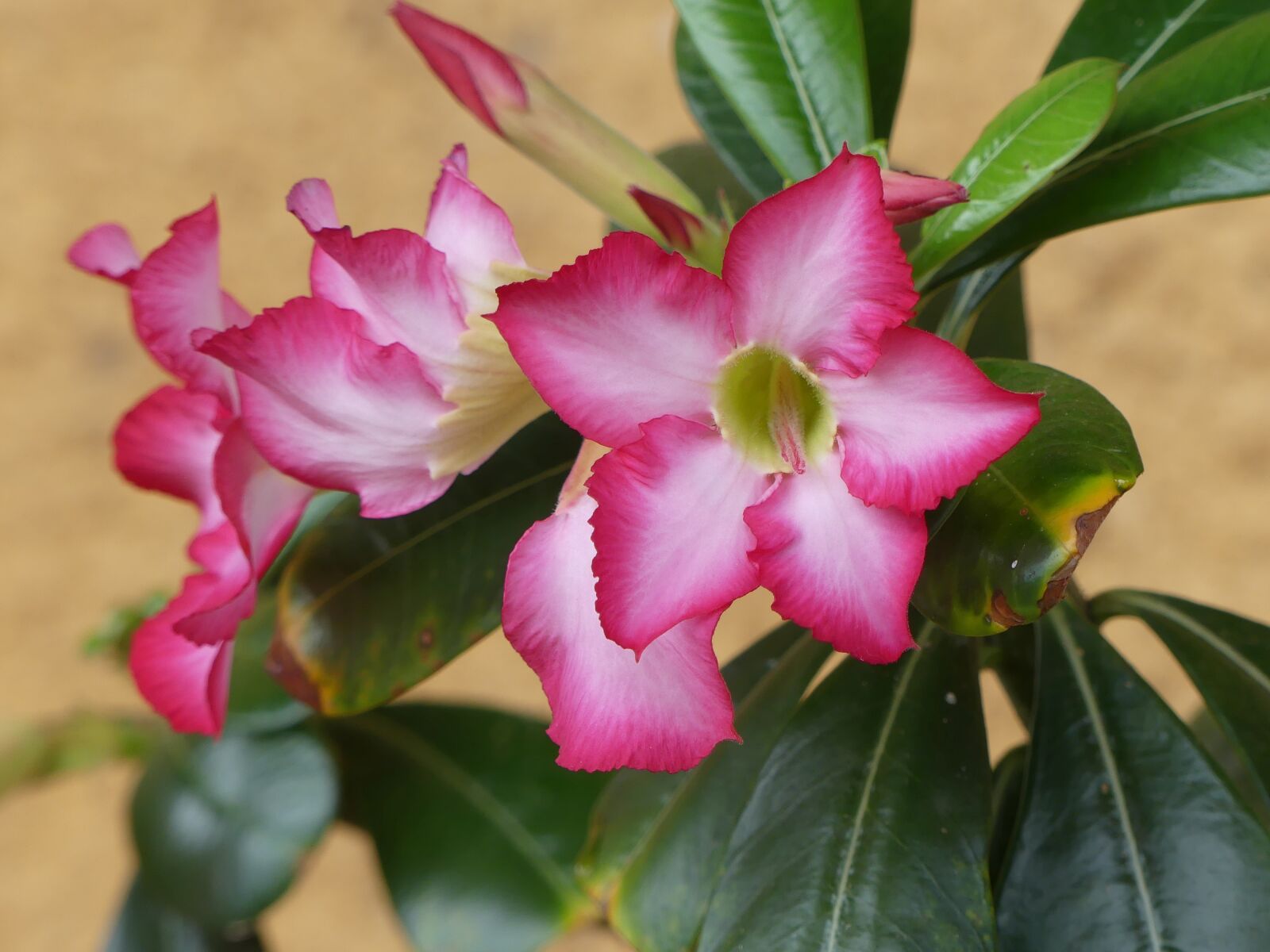 Panasonic Lumix DMC-FZ300 sample photo. Flower, desert rose, miniature photography