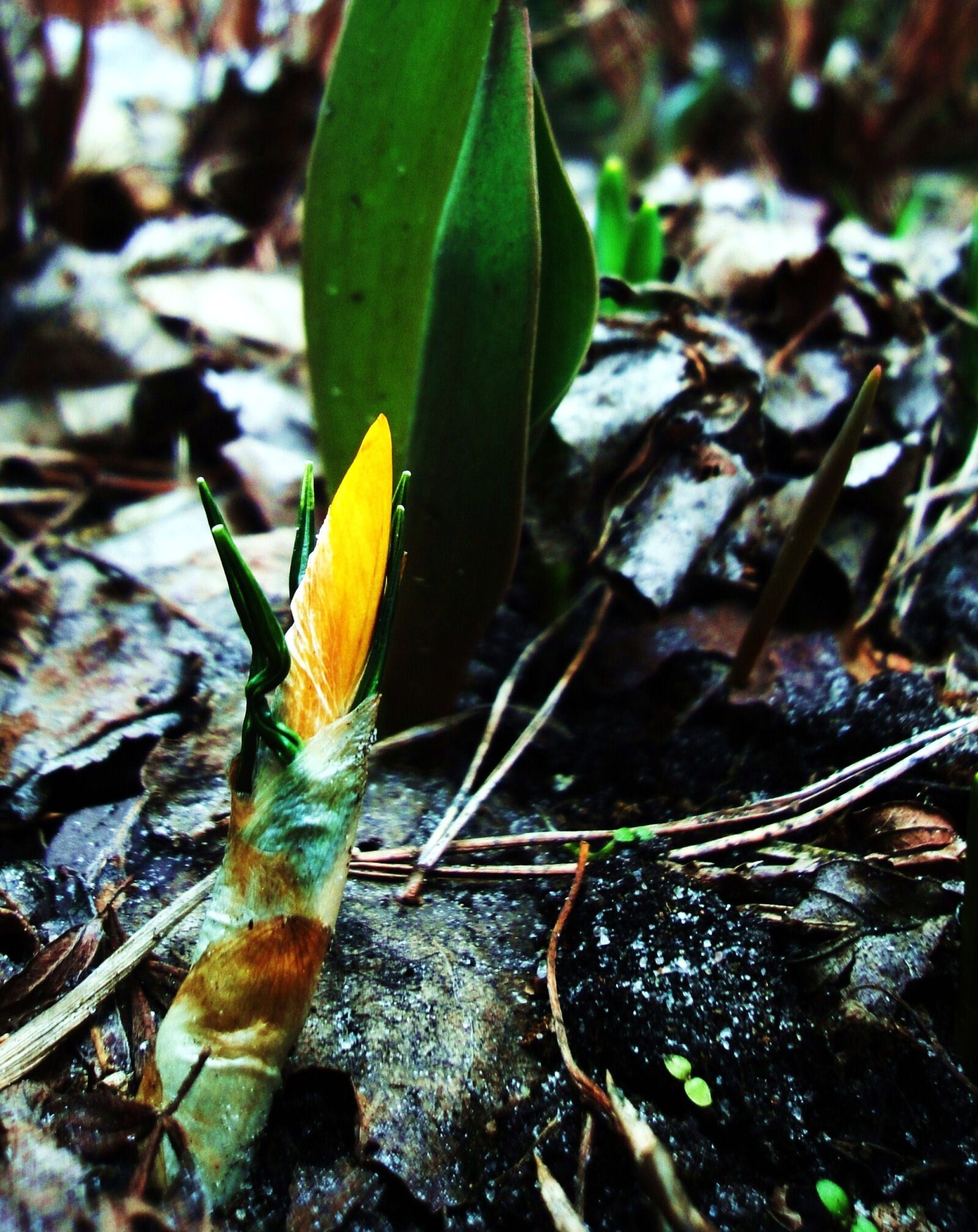 Sony Cyber-shot DSC-WX1 sample photo. Crocus, flower, spring, yellow photography