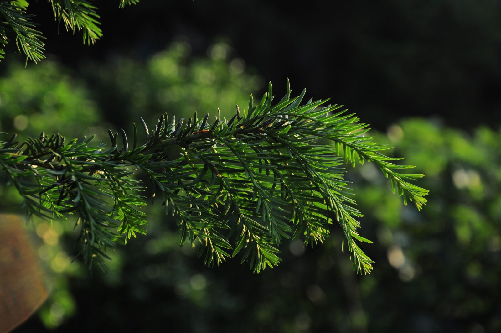 Nikon D90 sample photo. Pine, official glass, pine photography
