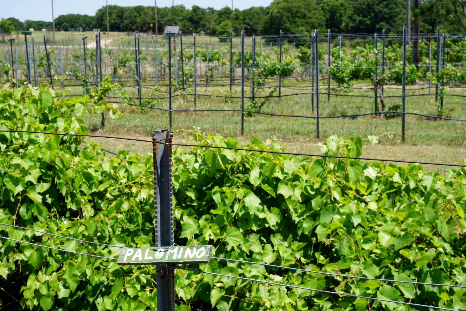 Sony a6000 sample photo. Palomino, grape, vineyard photography