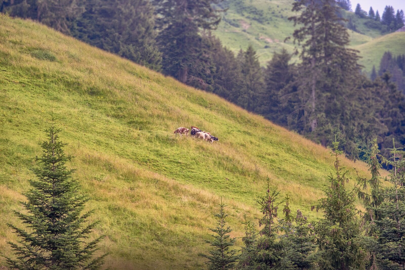 Nikon D3300 sample photo. Prado, mountain, cows photography