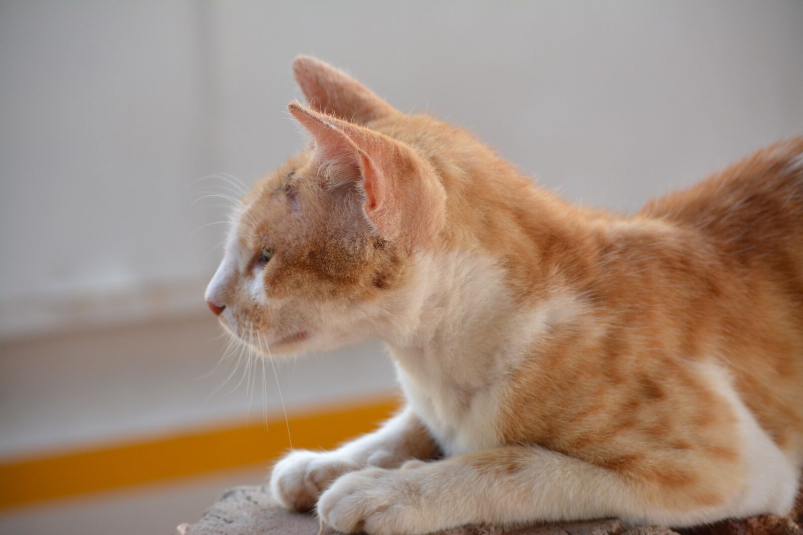 Nikon D5200 sample photo. Cat, goa, clam photography