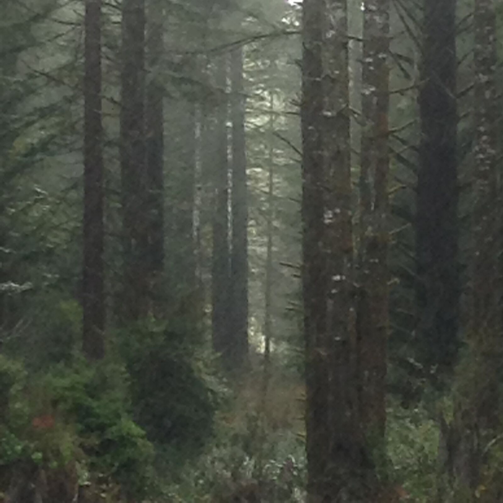 Apple iPod touch sample photo. Trees, nature, men, cool photography