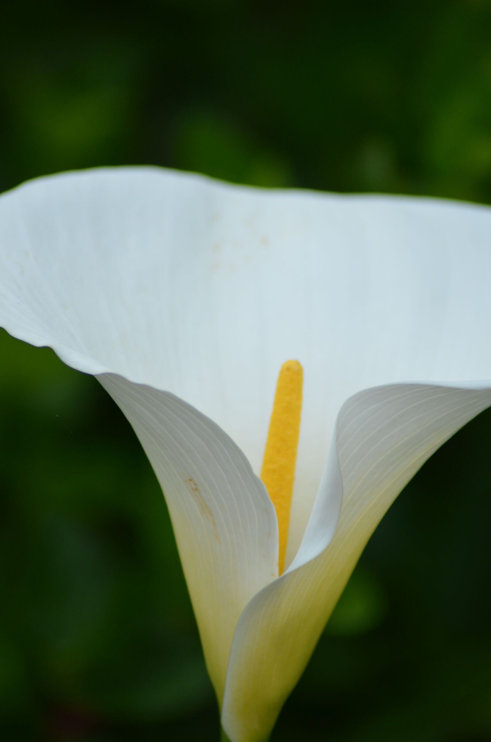 Nikon D5100 sample photo. Cone flower, calla, blossom photography