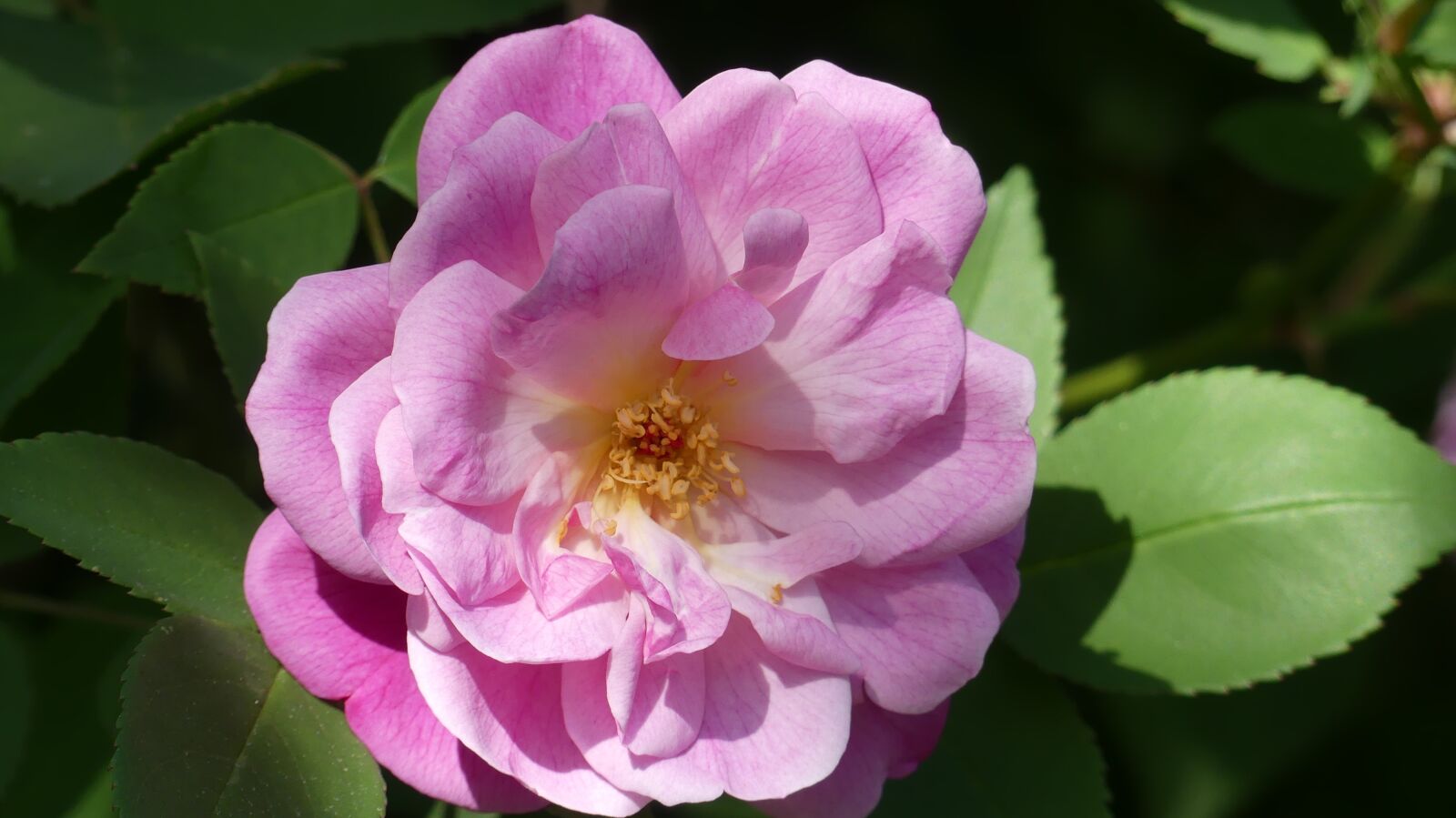 Panasonic Lumix DMC-FZ300 sample photo. Rosa, flower, nature photography