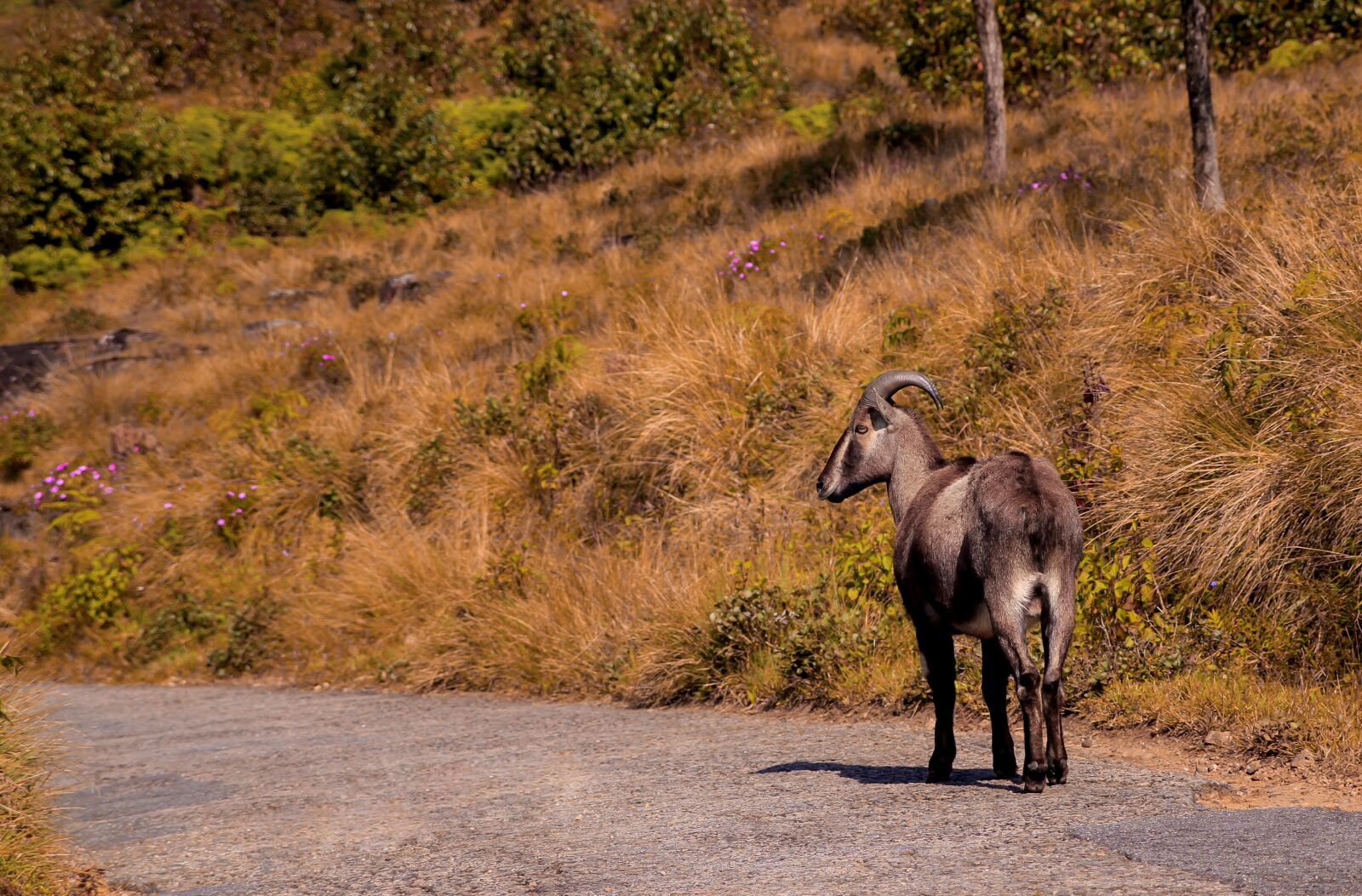 Canon EOS 7D sample photo. Adventure, animal, asia photography