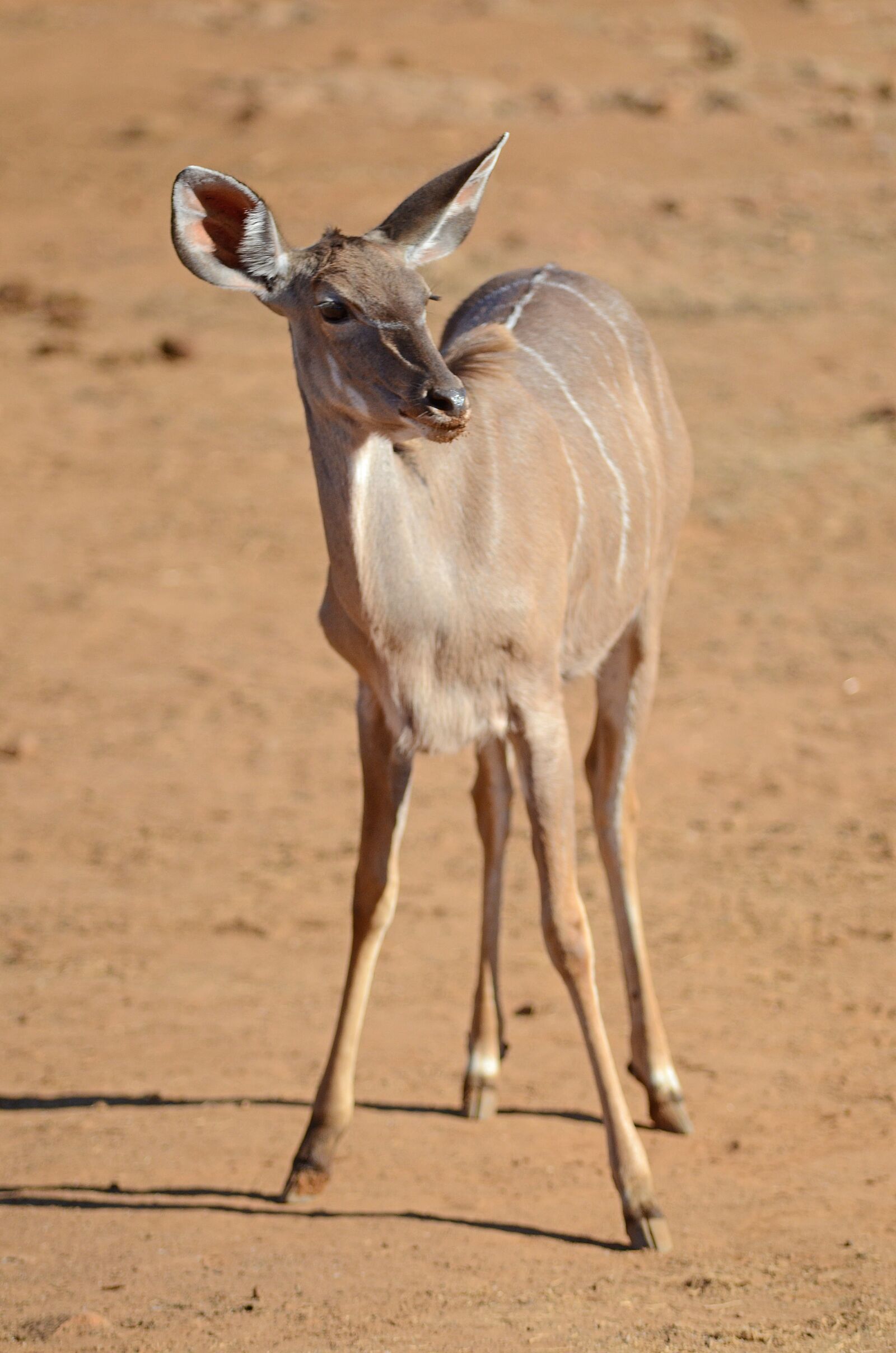 Nikon D7000 sample photo. South africa, pilanesberg, safari photography