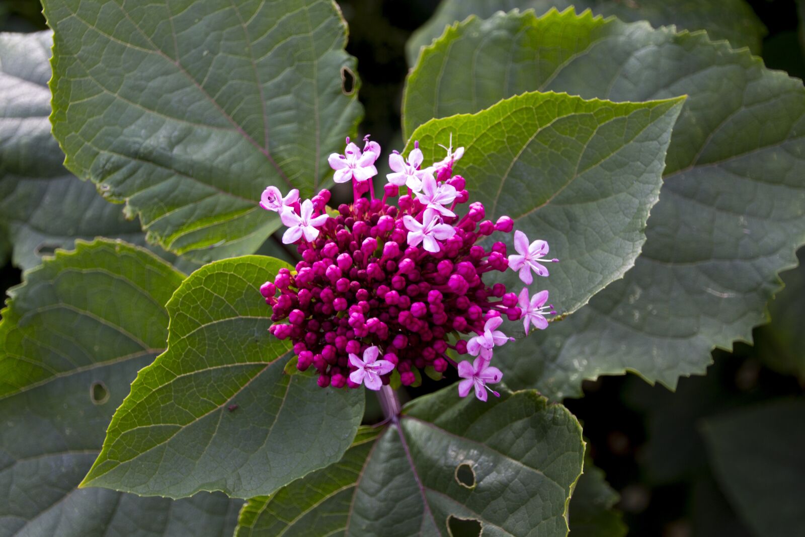 Canon EOS 60D sample photo. Flower, garden, blossom photography