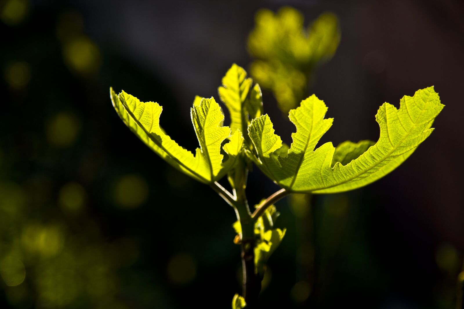 Canon EOS 5D sample photo. Fig, leaves, light photography