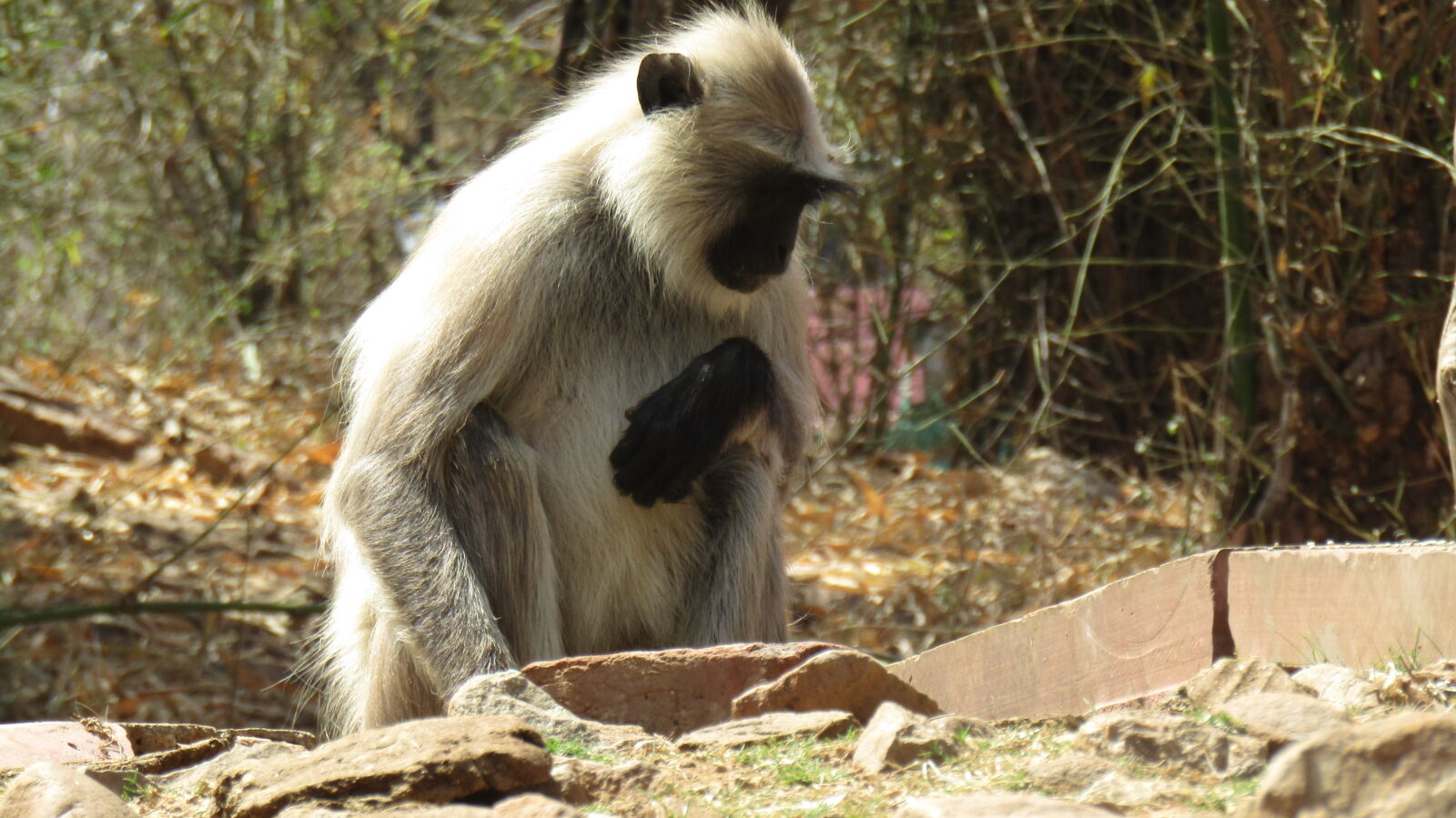 Canon PowerShot SX420 IS sample photo. Baboon, the, ancient, indian photography
