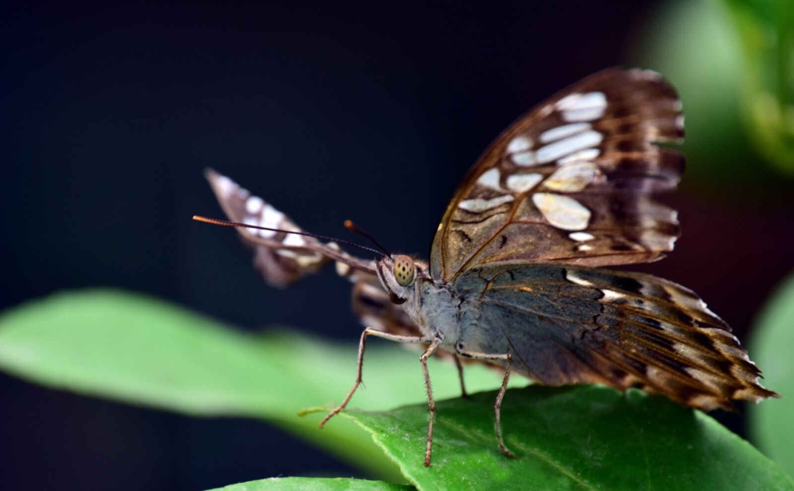 Nikon D3300 sample photo. Insect, butterfly, nature photography