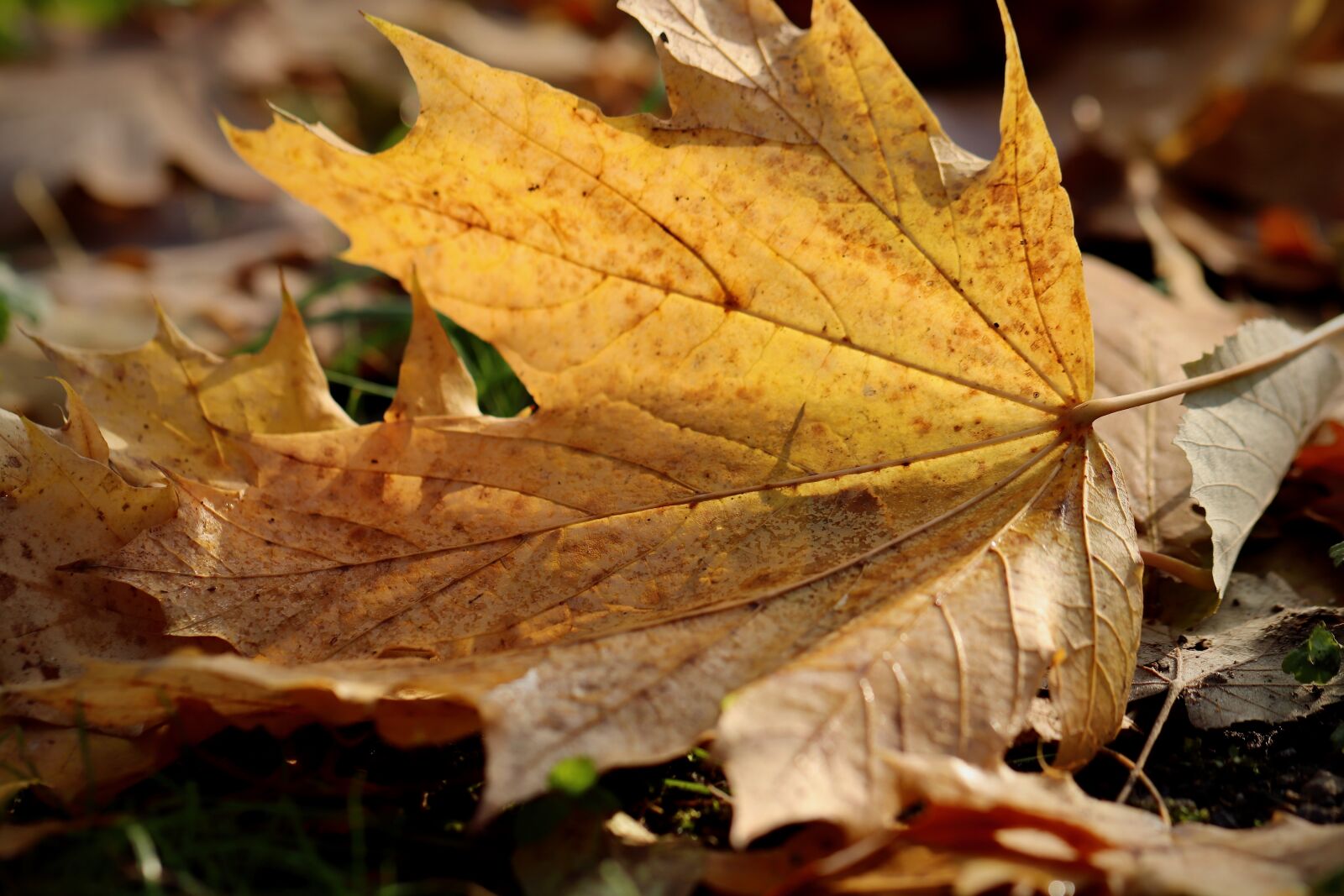 Canon EOS 800D (EOS Rebel T7i / EOS Kiss X9i) sample photo. Maple, fall foliage, favor photography
