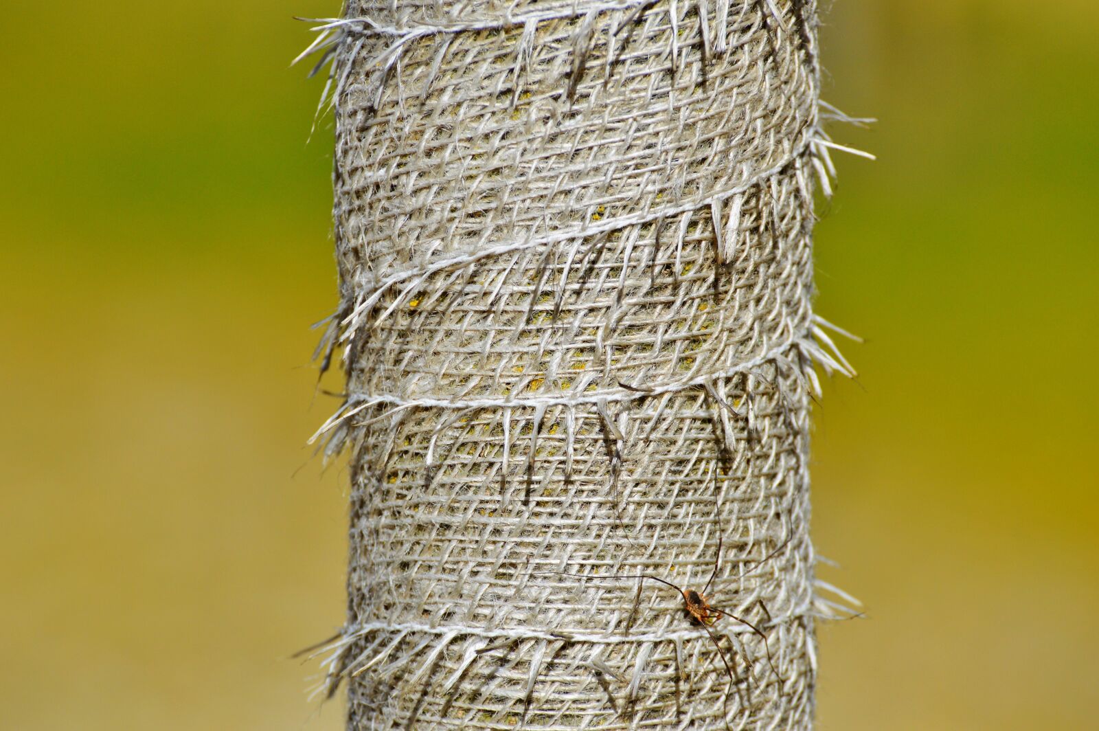 Nikon D3200 sample photo. Tree, tree protection, trunk photography