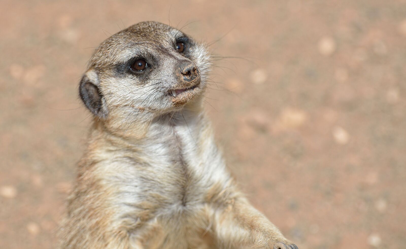 Nikon D7100 sample photo. Meerkat, zoo, vigilant photography