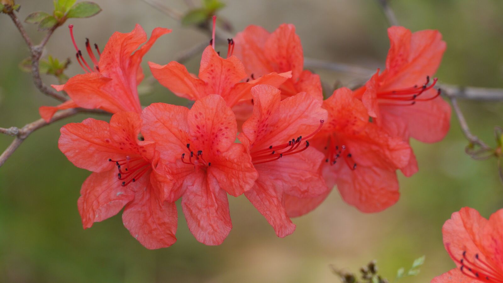 Panasonic Lumix DMC-GH3 sample photo. Nature, flowers, plants photography