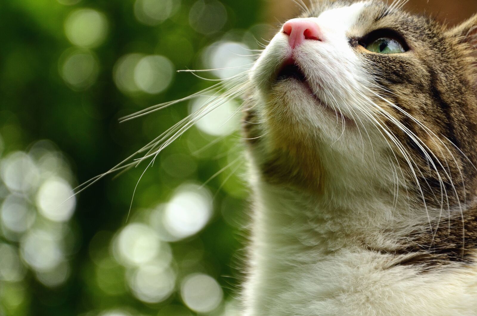 Nikon D5100 sample photo. Cat, animal, domestic animal photography
