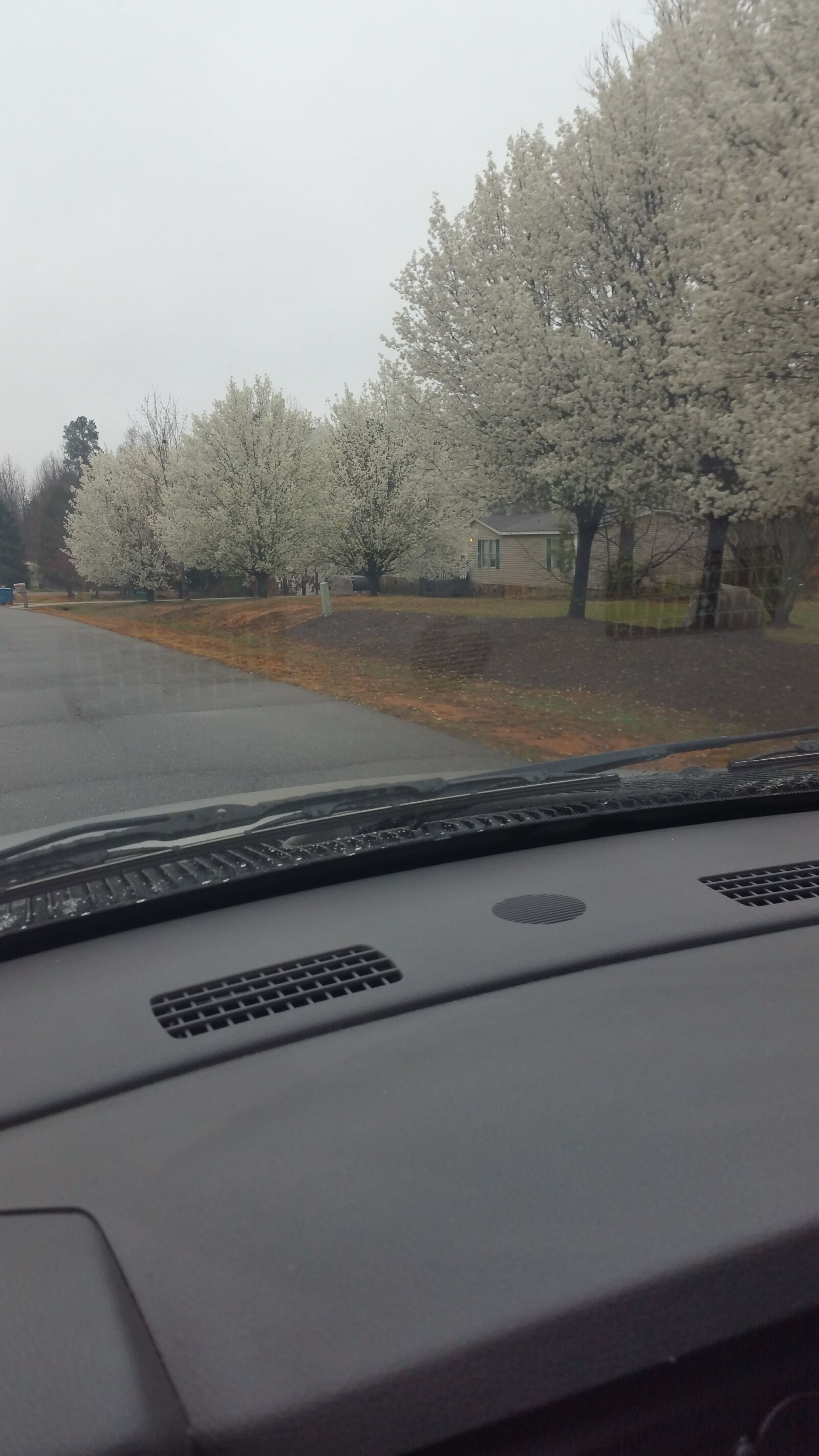 Samsung Galaxy Note4 sample photo. Trees, white, flowers photography