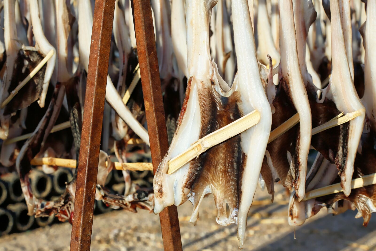 Canon EOS 5D Mark III sample photo. Fish, dried fish, food photography