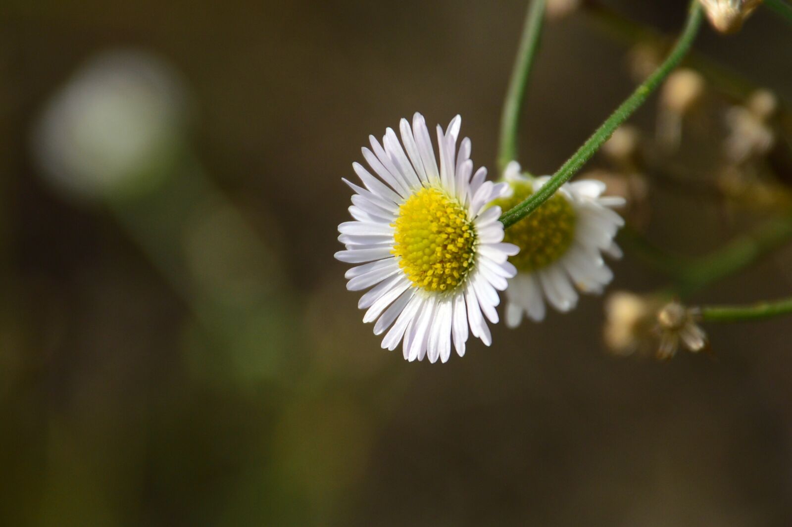 Nikon D3200 sample photo. Flower, white, closeup photography