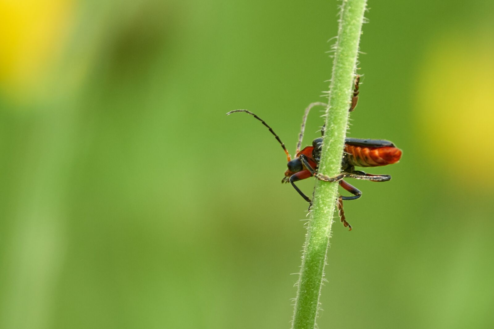 Sony Cyber-shot DSC-RX10 IV sample photo. Grass, beetle, red photography