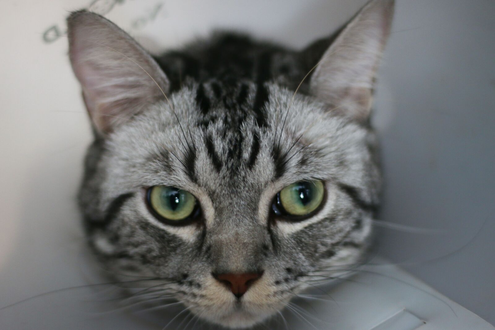 Canon EOS 70D sample photo. Cat, pets, cat face photography