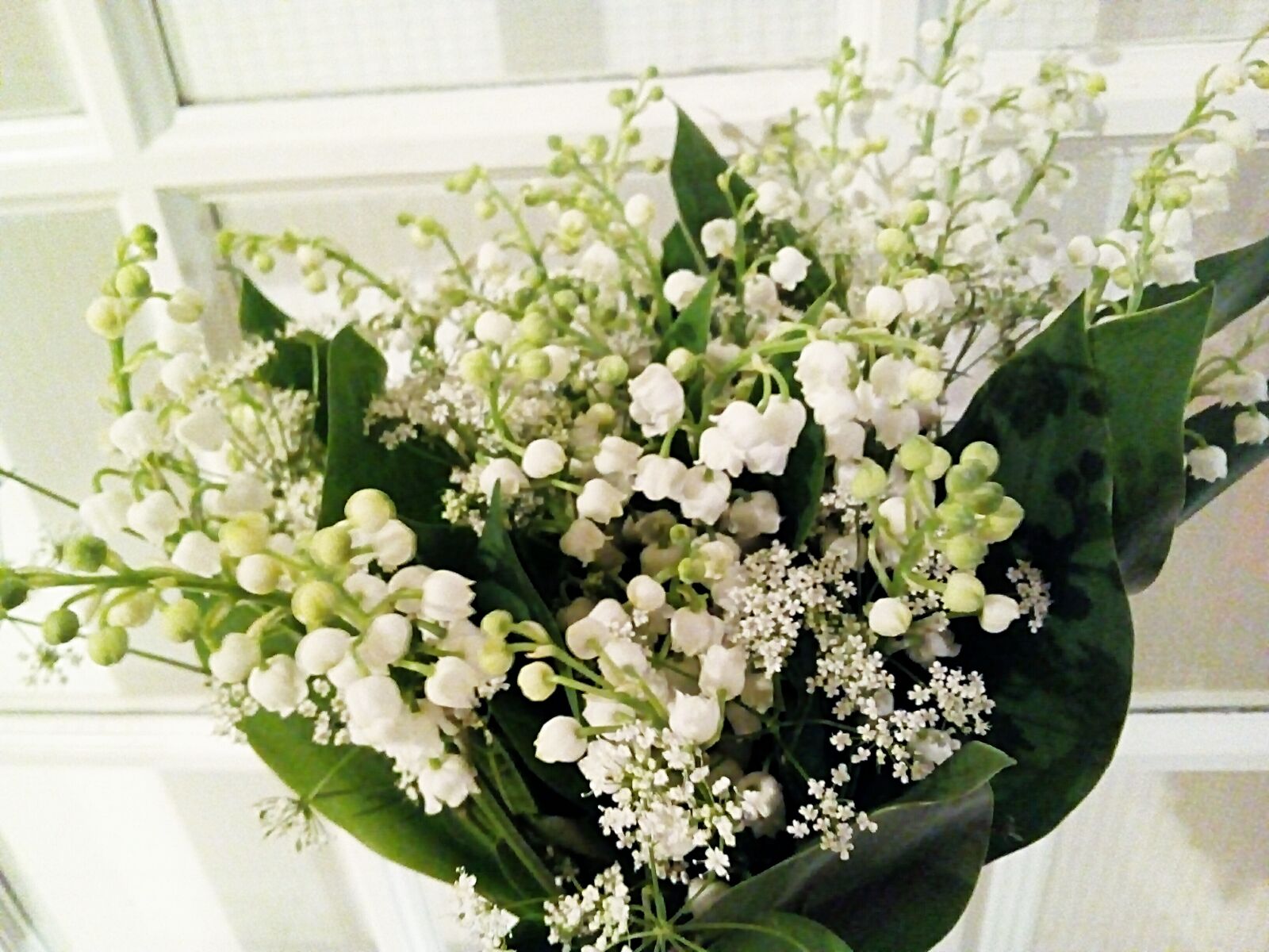 WIKO LENNY3 sample photo. Thrush, flowers, may photography