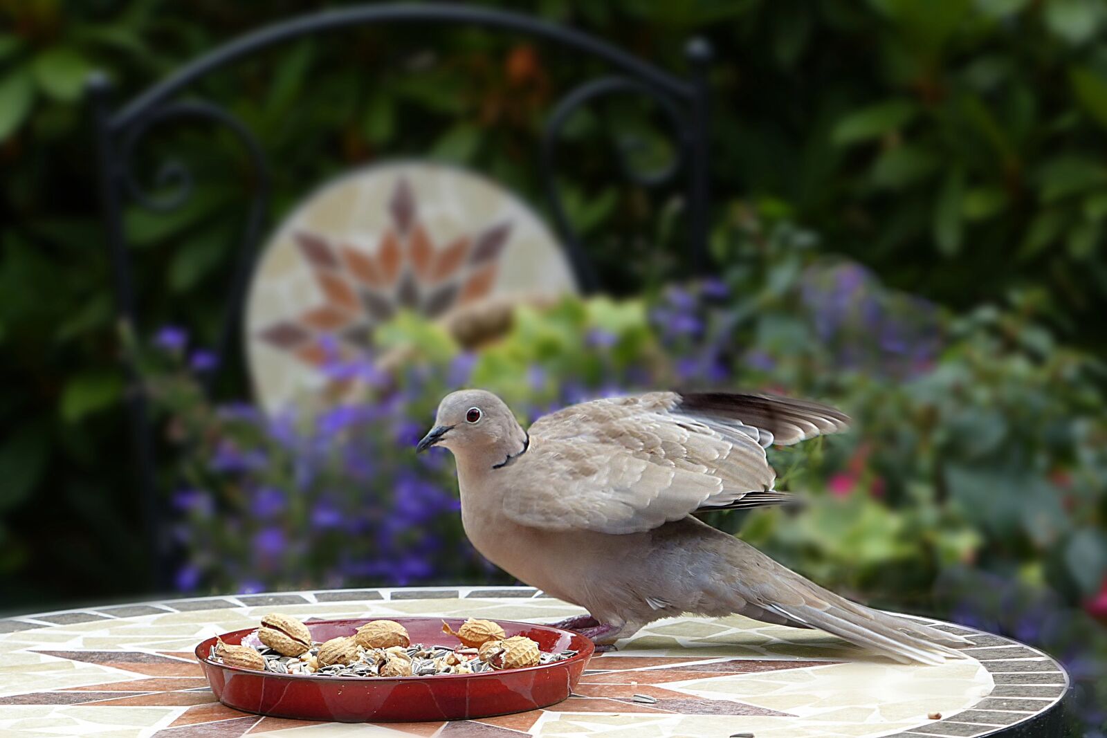 Panasonic Lumix DMC-FZ200 sample photo. Animal, bird, dove photography