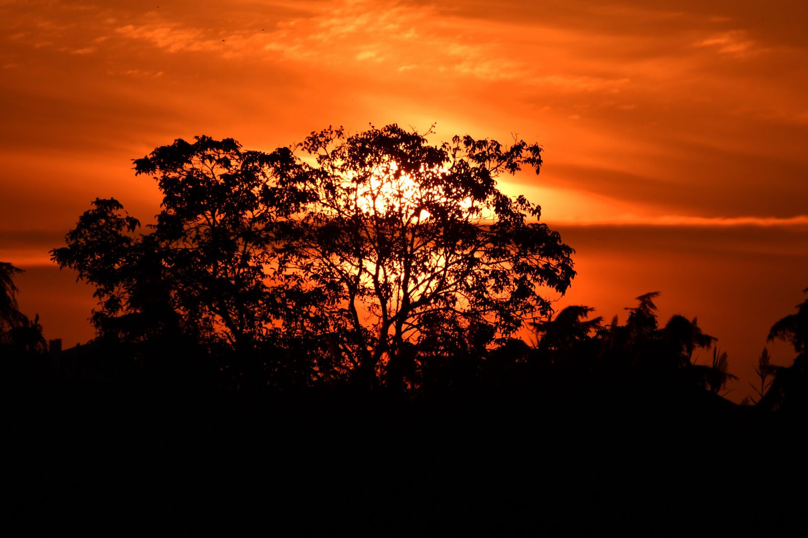 Nikon D7500 sample photo. Africa, biodiversity, aves photography