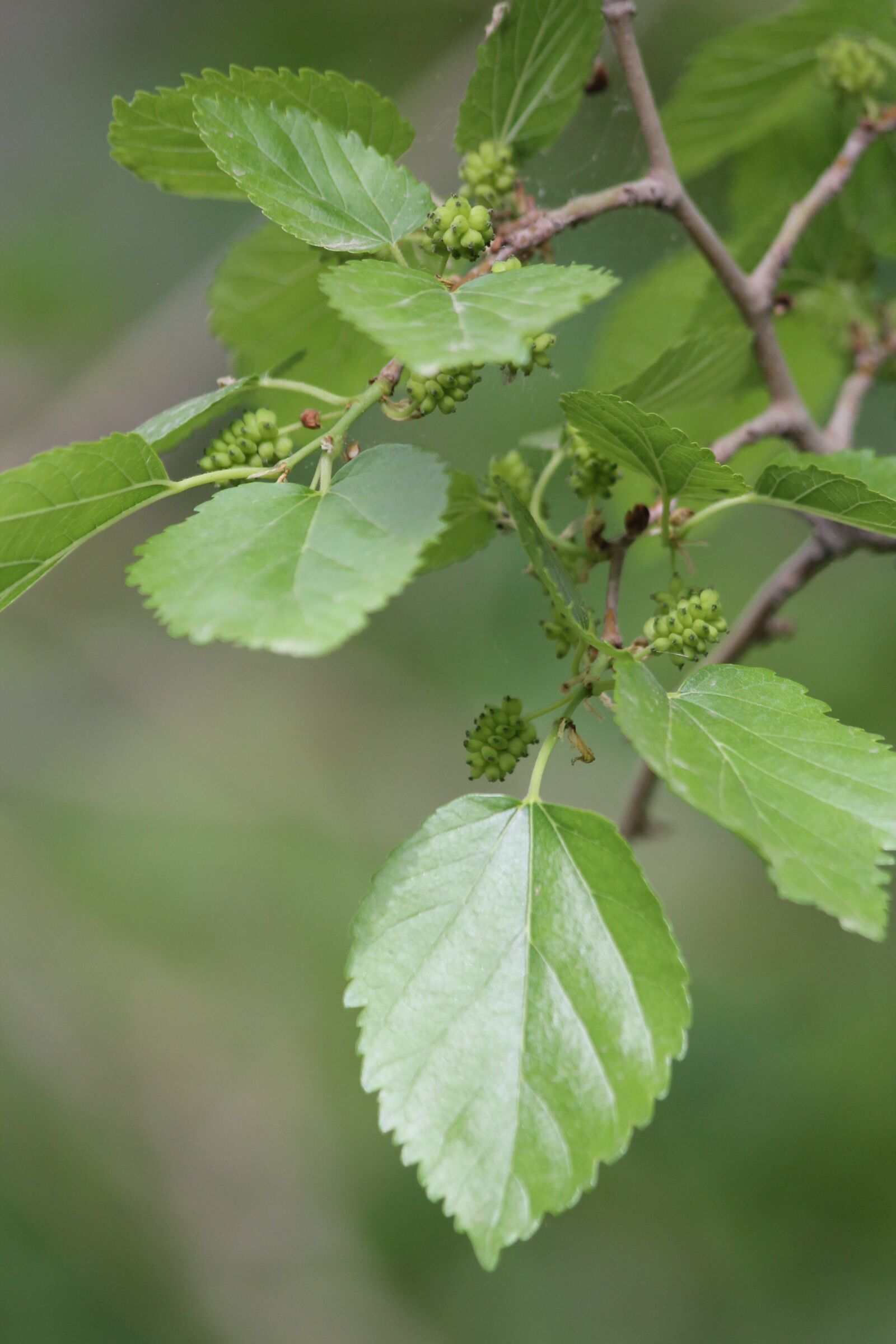 Canon EF 70-300mm F4-5.6 IS USM sample photo. Berry, leaves, fruit photography