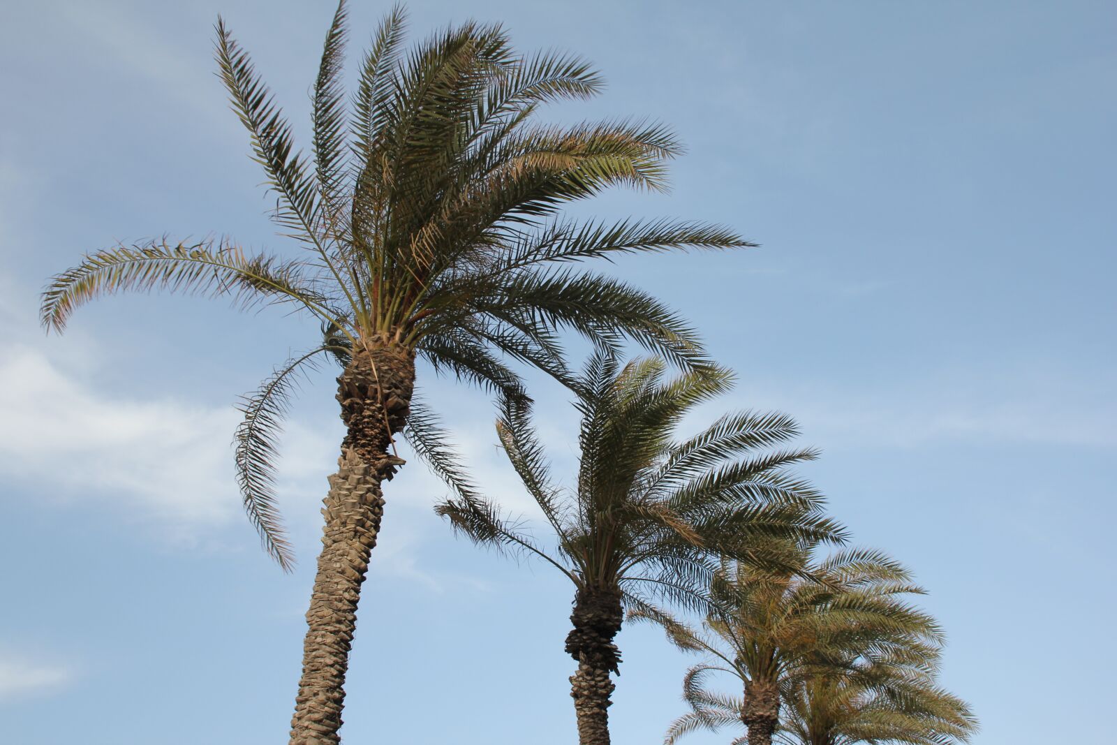 Canon EOS 550D (EOS Rebel T2i / EOS Kiss X4) sample photo. Palm trees, sky, holiday photography