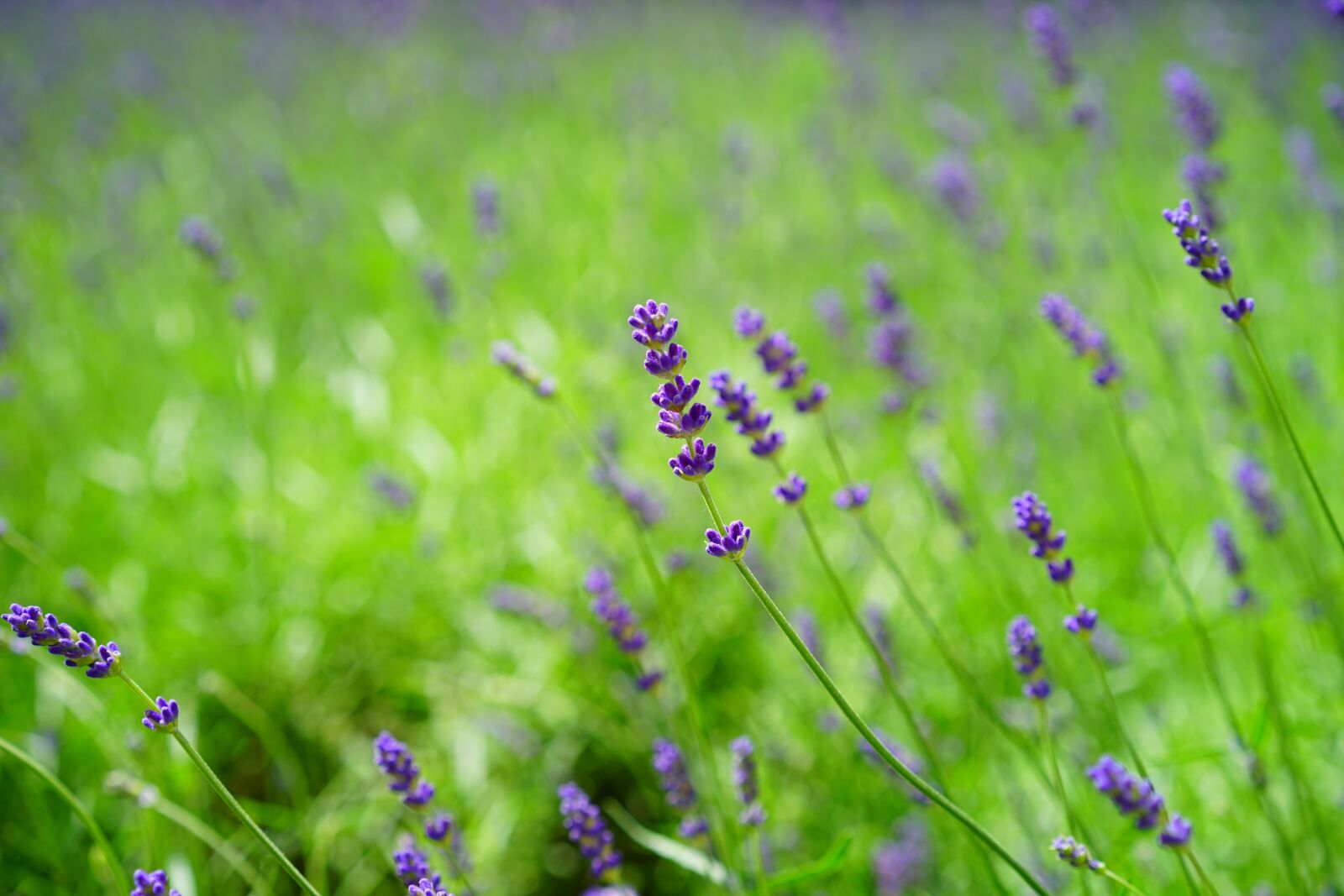 Sony a7 + Sony Sonnar T* FE 55mm F1.8 ZA sample photo. Lavender, lavender field, flowers photography