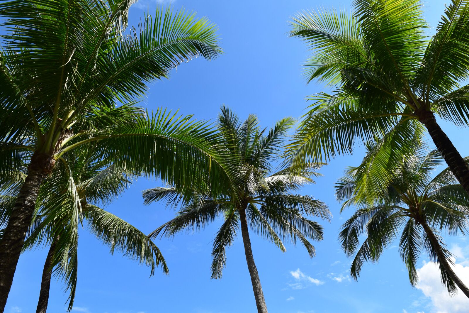 Nikon D3300 sample photo. Palm trees, sea, beach photography