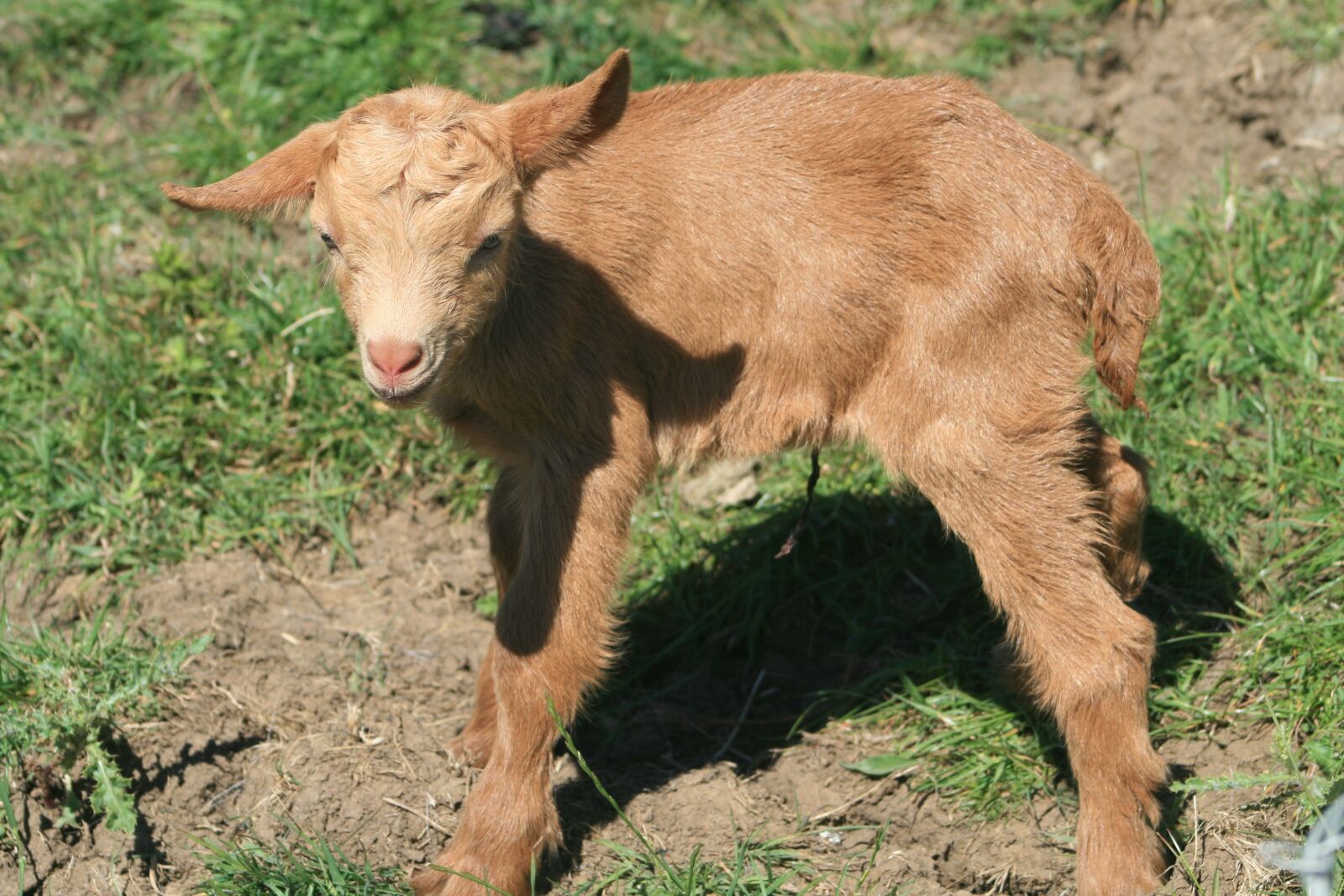 Canon EOS 400D (EOS Digital Rebel XTi / EOS Kiss Digital X) sample photo. Goat, golden guernsey goat photography