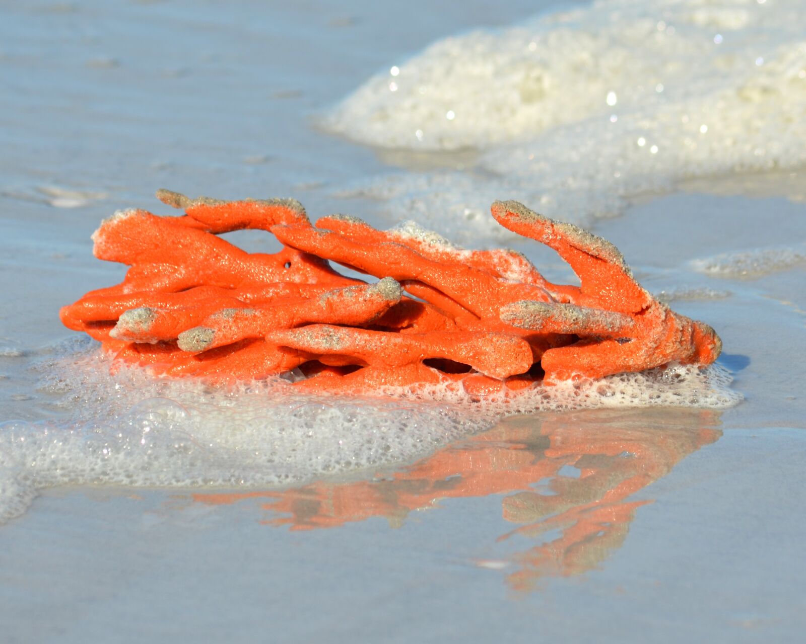 Nikon D7000 sample photo. Orange, coral, beach photography