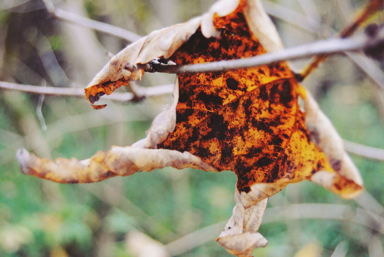 Nikon D3000 sample photo. Leaf, forest, sad photography