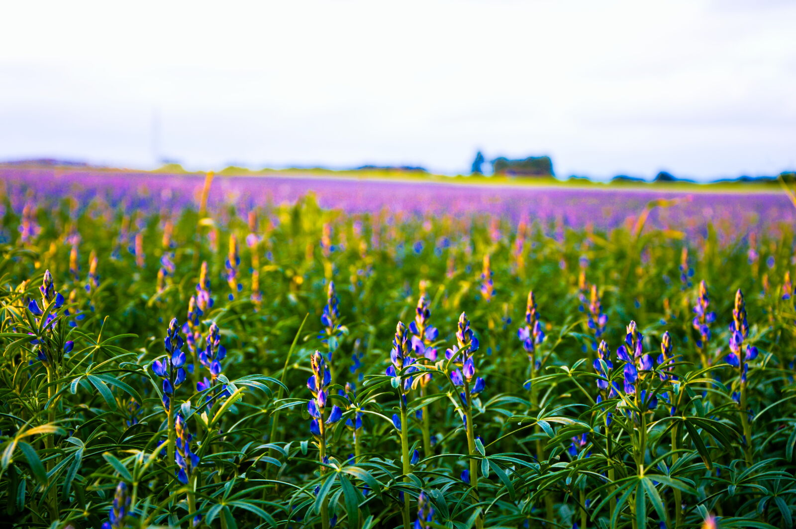 Nikon D3200 sample photo