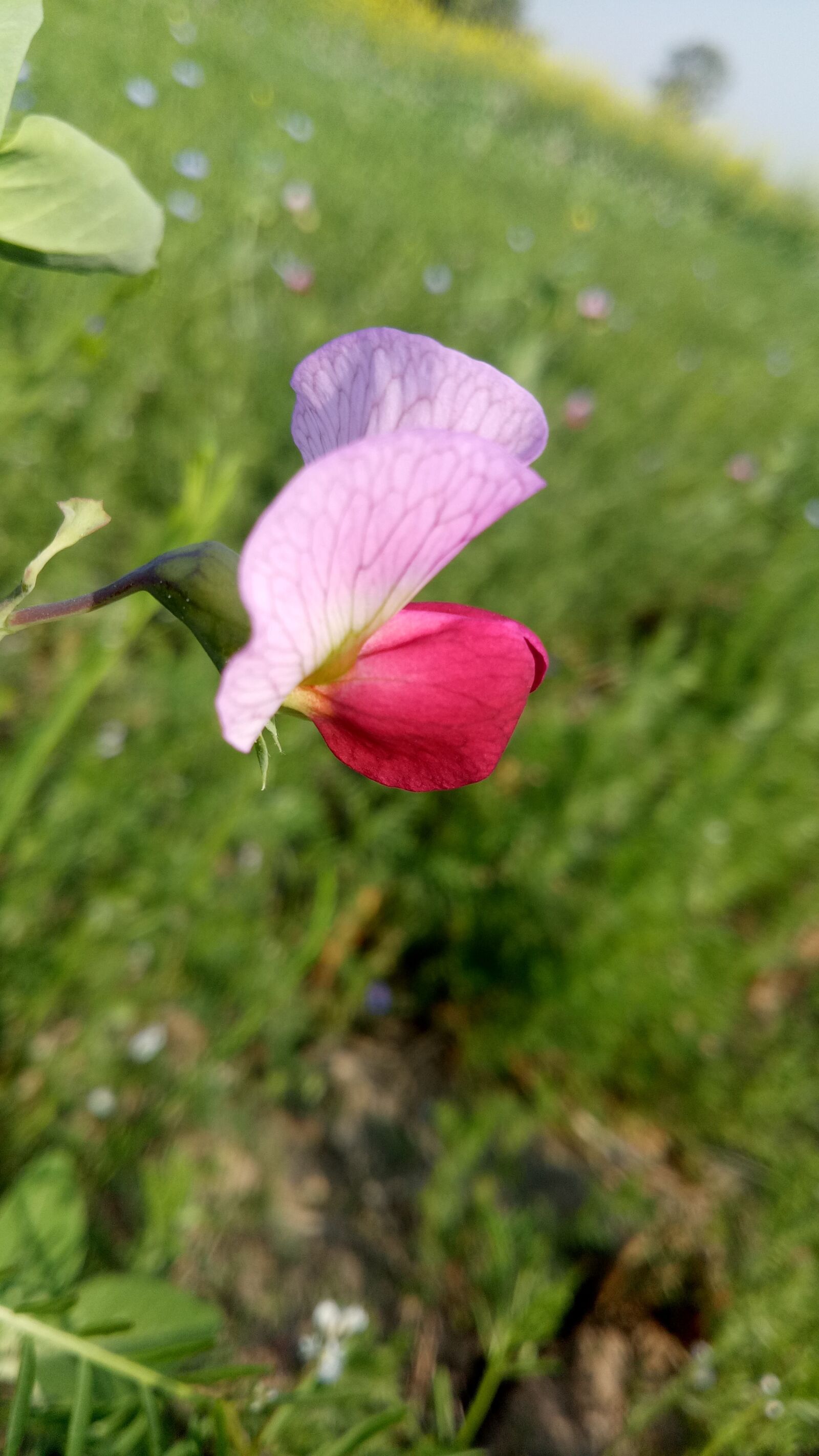 OPPO A1601 sample photo. Nature, flower, flora photography